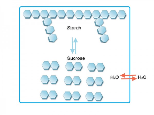 Diagram of starch and sugar