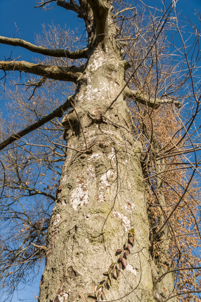 Stem of declining pin oak
