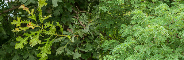 Bur oak and black locust leaves
