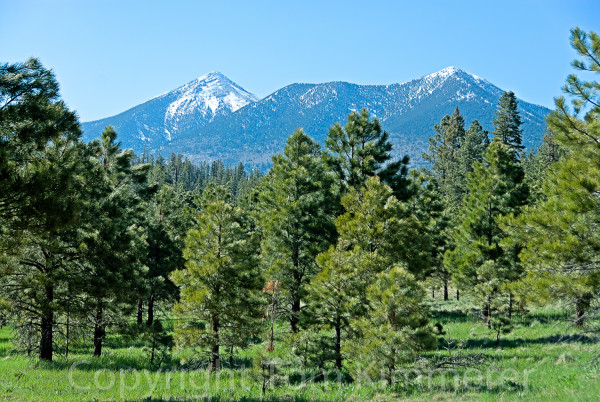 Pinus ponderosa below Mt. Humphries, Arizona