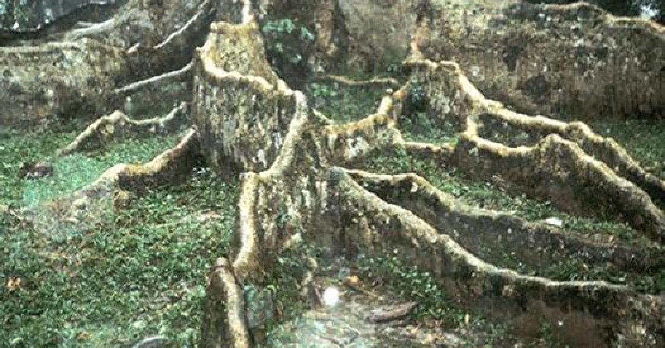 Quercus sumatrana in Sumatra