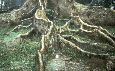 Quercus sumatrana in Sumatra