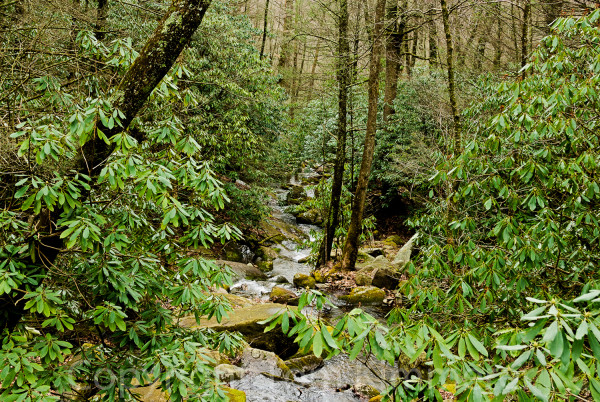 Rhododendrons on a creek