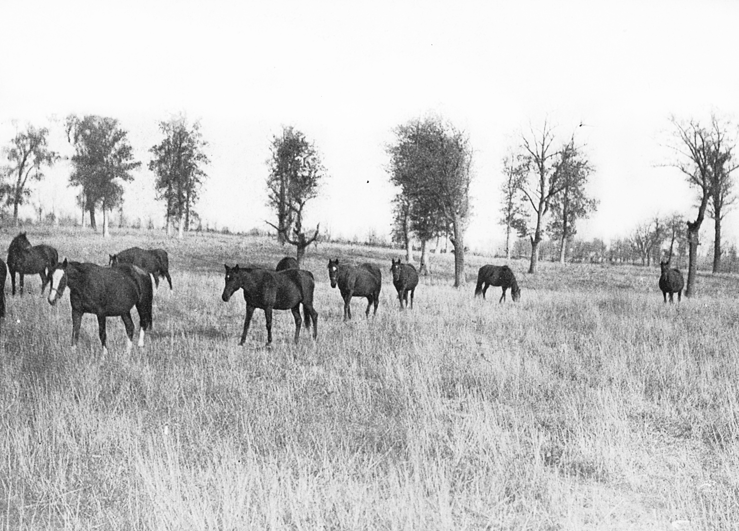 Horses at Senorita Farm in front of a woodland pasture