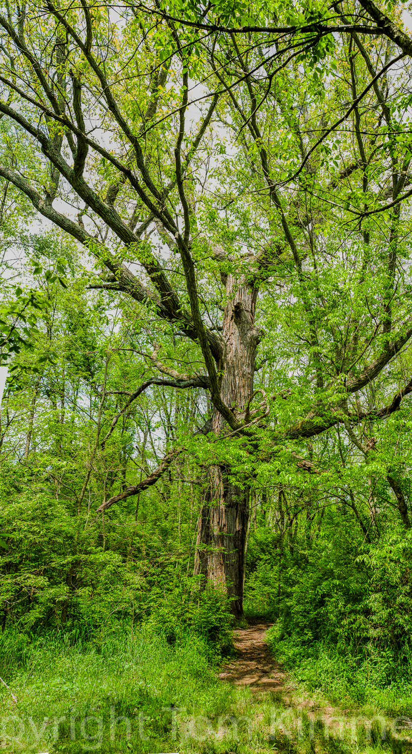 Bur oak in a hardwood forest