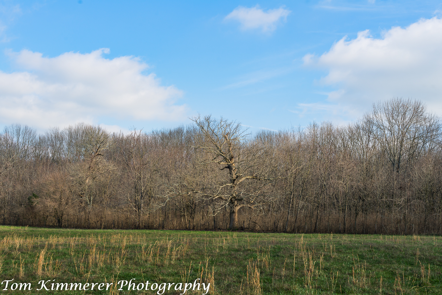 Woodland with large bur oak