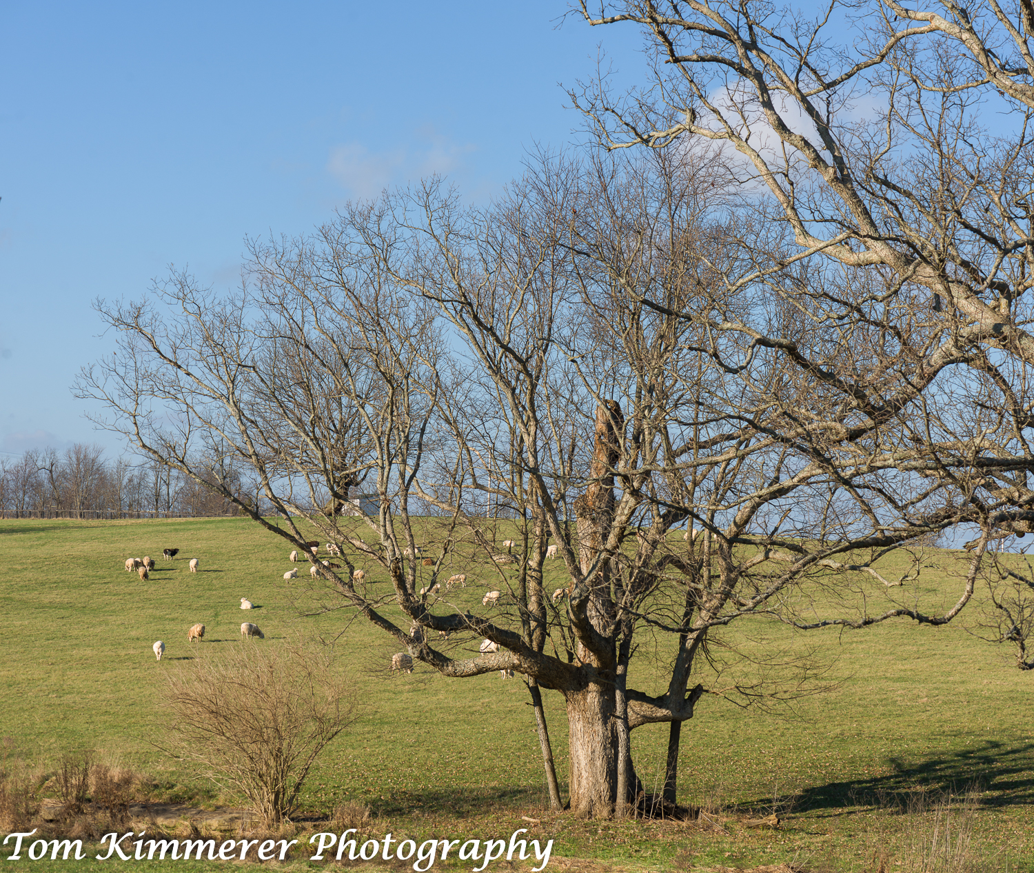 Bur oak and sheep