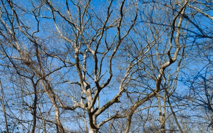 Old chinkapin oak