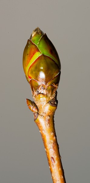 Sweetgum mixed bud containing flowers and leaves. The bud is swollen and the green on the bud scales show that it is growing and ready to 'pop'