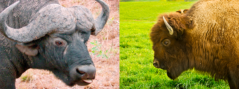 Water buffalo (left) and American bison (right)