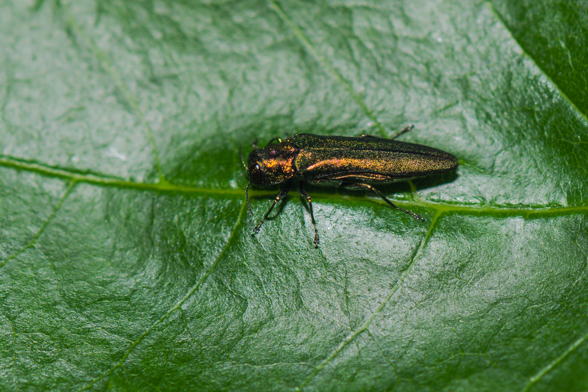 A female emerald ash borer feeds on leaves and will soon deposit eggs on the bark of an ash tree.