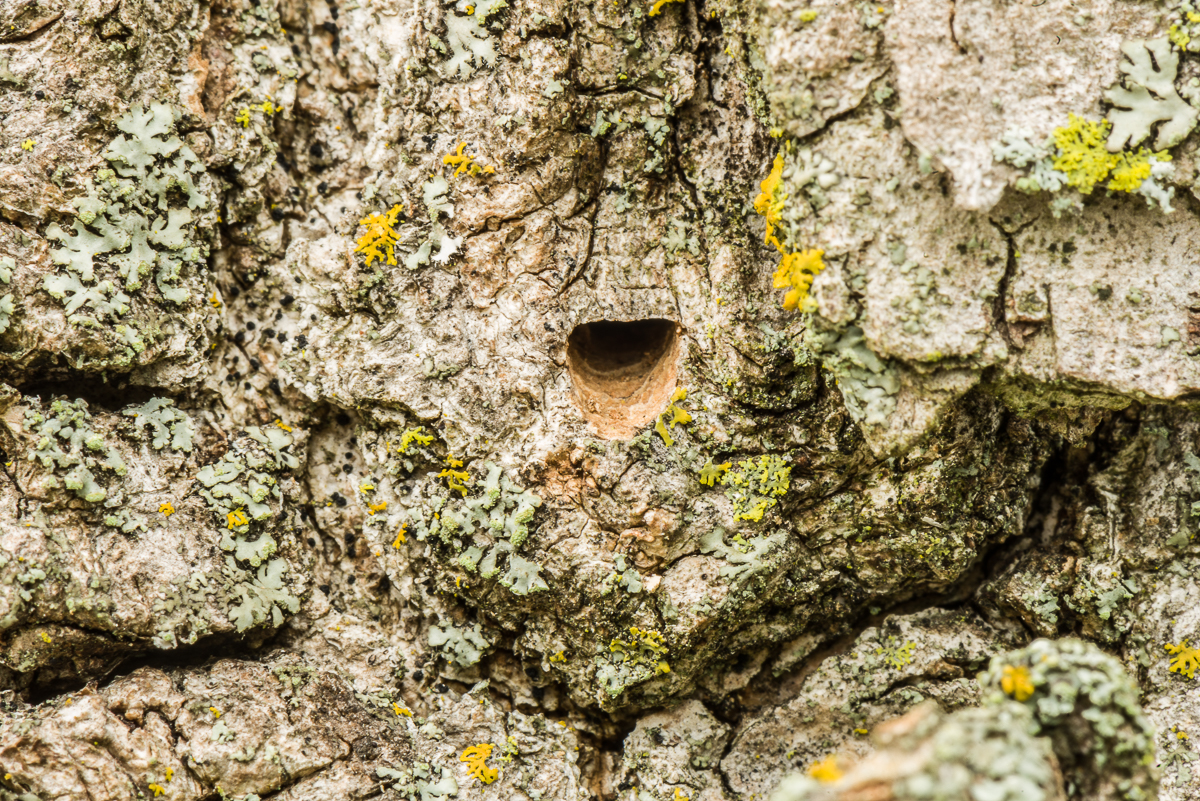 The adults emerge through the bark, making a characteristic D-shaped exit hole.