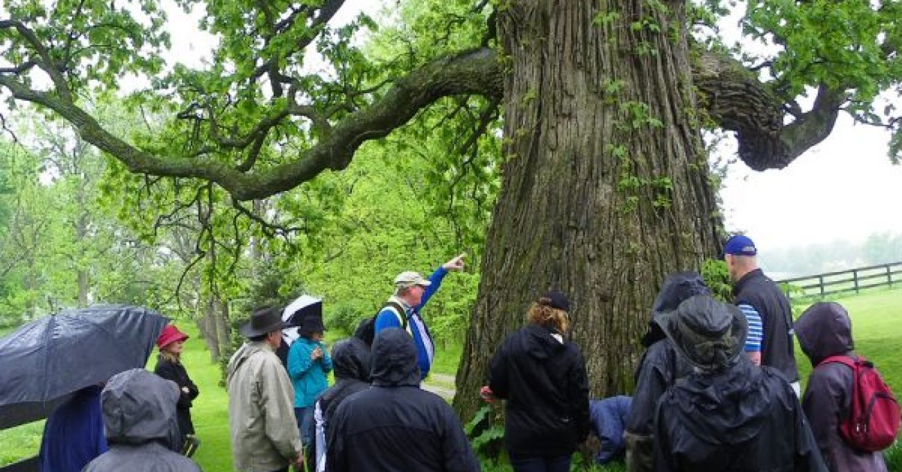 Huge bur oak