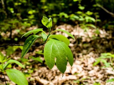 Leaves are fast-working chemical factories