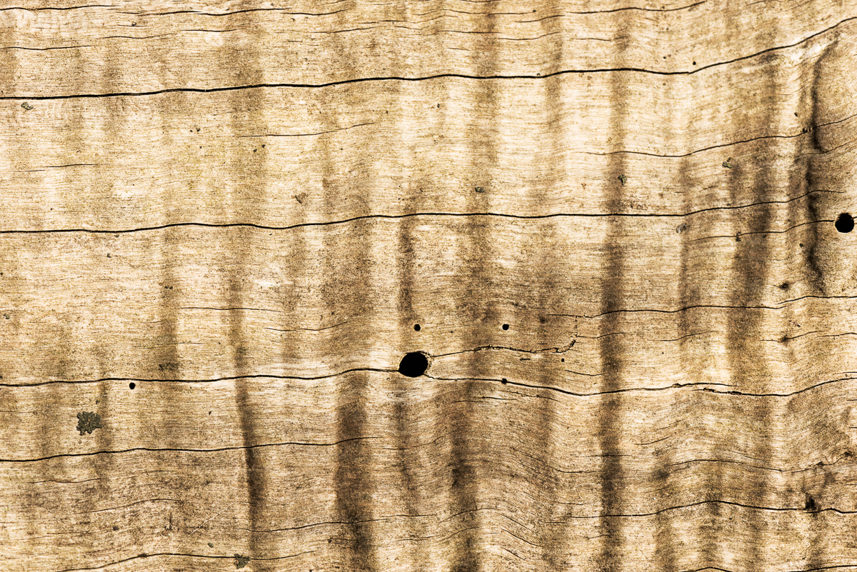 The ripples are due to the production of wood by the cambium. The cracks are from the internal stresses as the dead tree begins to dry. The holes are from beetles that bring in fungi to decay the wood.