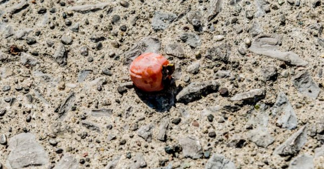 Persimmon fruit