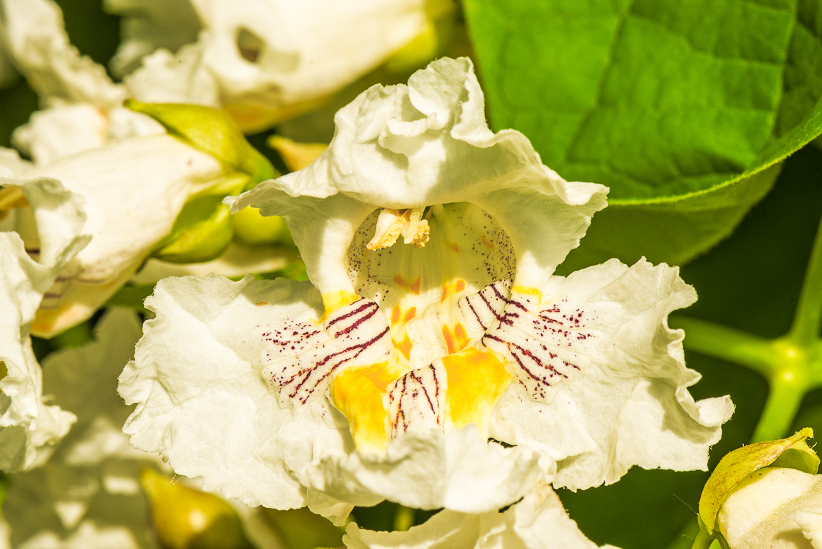 Catalpa flowers with tracks, dots and yellow patches to guide pollinators Flowers of Catalpa speciosa