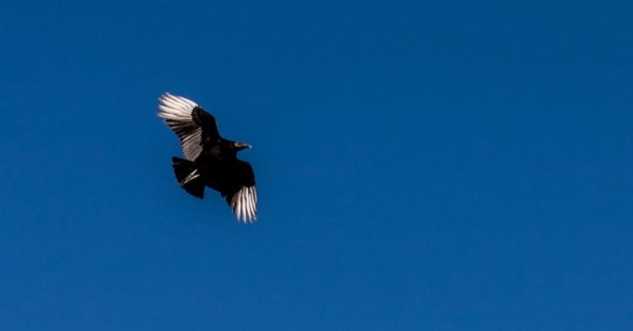 Black Vultures KWS-3974