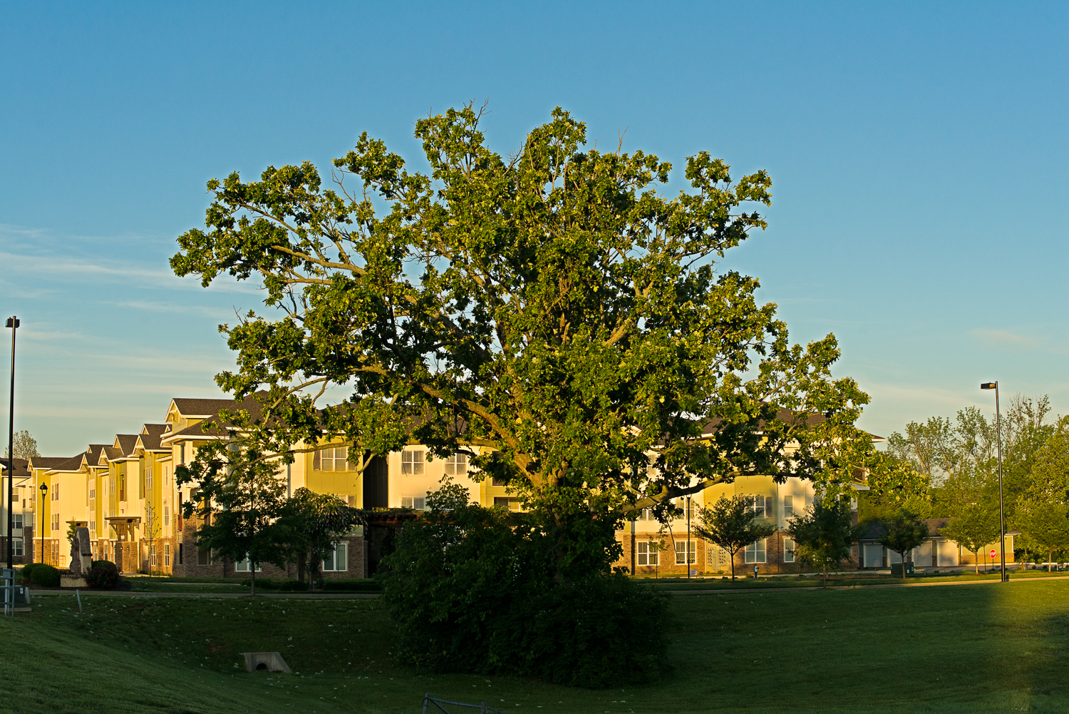 Bur oak