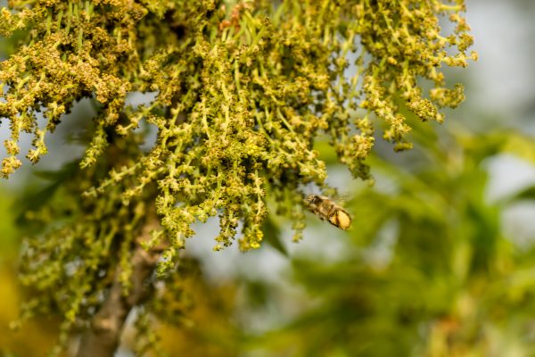 Bees visitng oak flowers