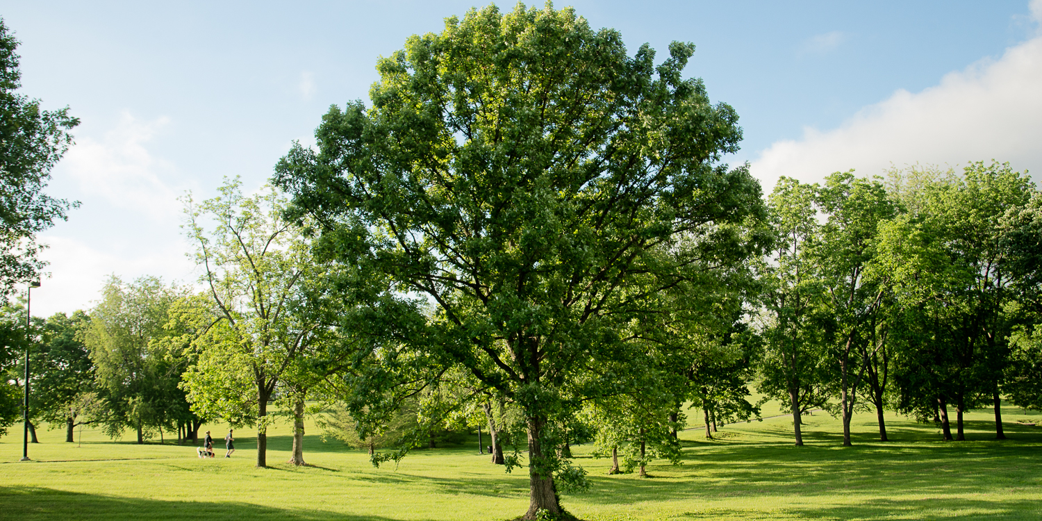 Oak tree in a field
