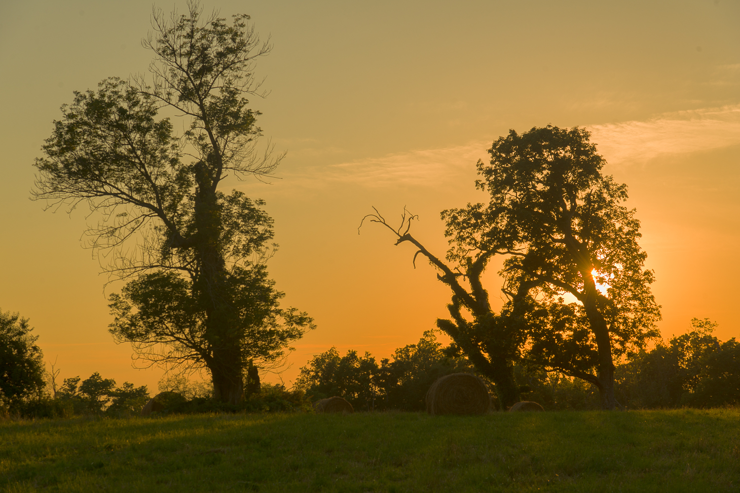 Oak tree in a field