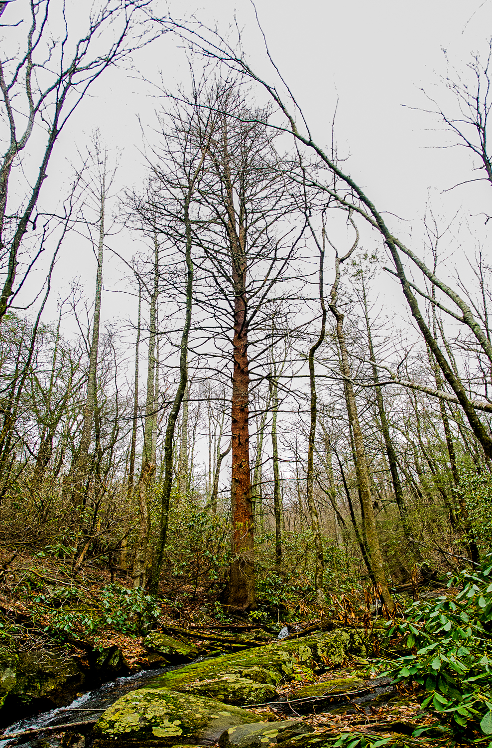 Eastern hemlock trees killed by hemlock woolly adelgid